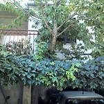 Apartment Artusi